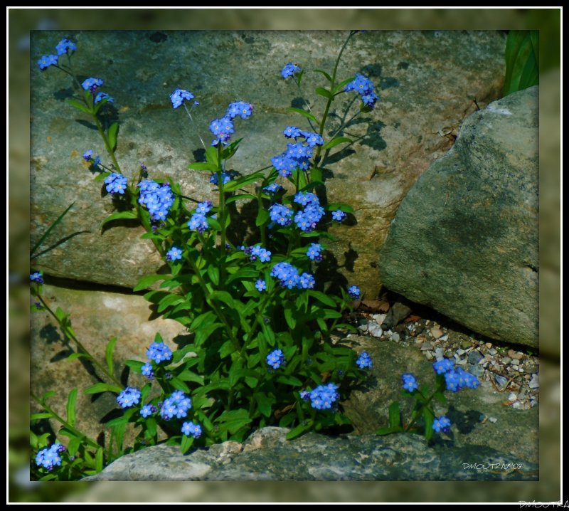 Кустики с маленькими синими цветочками