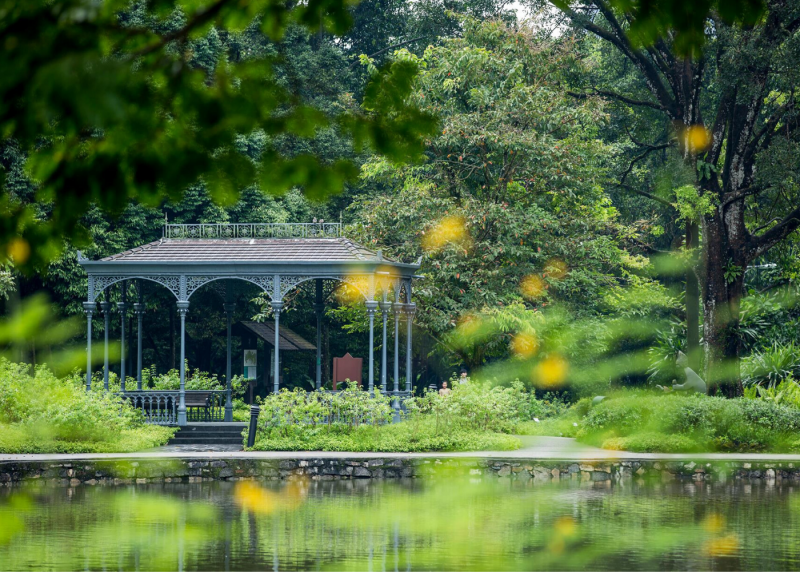 Лебединое озеро Сингапурский Ботанический сад