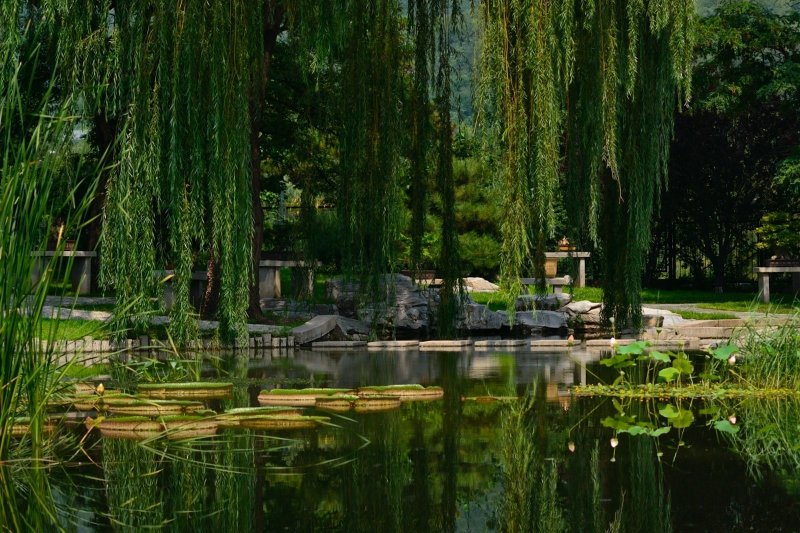 Пекин Ботанический сад