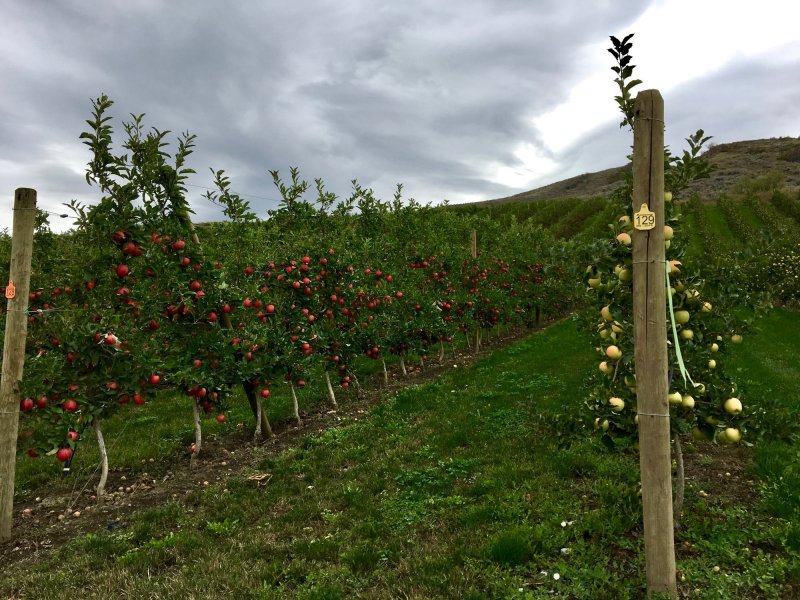 Шпалерные яблони в Кабардино Балкарии