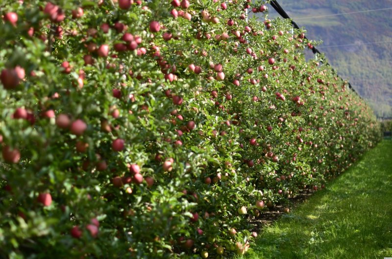 Яблоневые сады Алматы