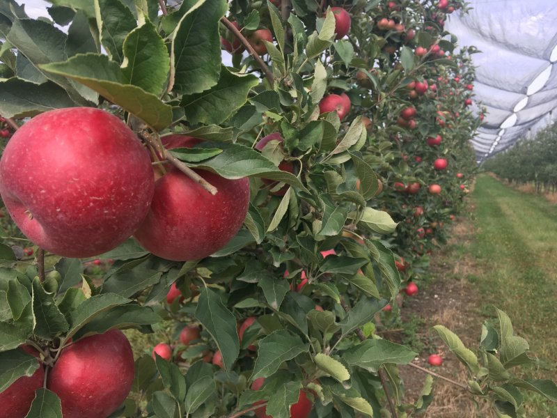 Mountain Apple Orchards