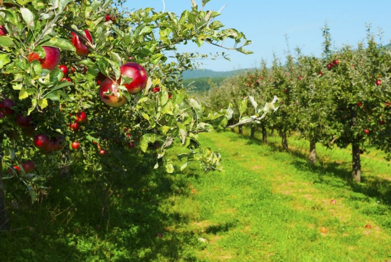 Кабардино Балкария сады яблоки