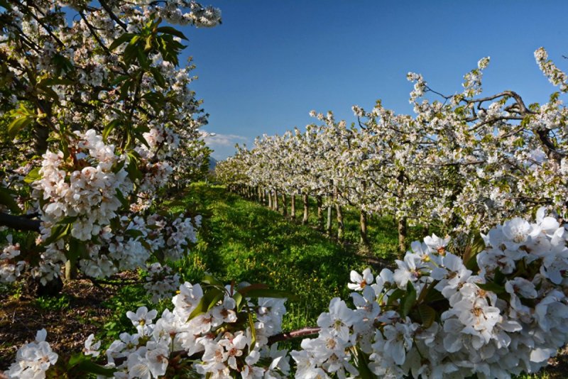 Яблоневый сад Рязанская область