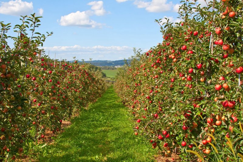 Яблочный сад шортпарис