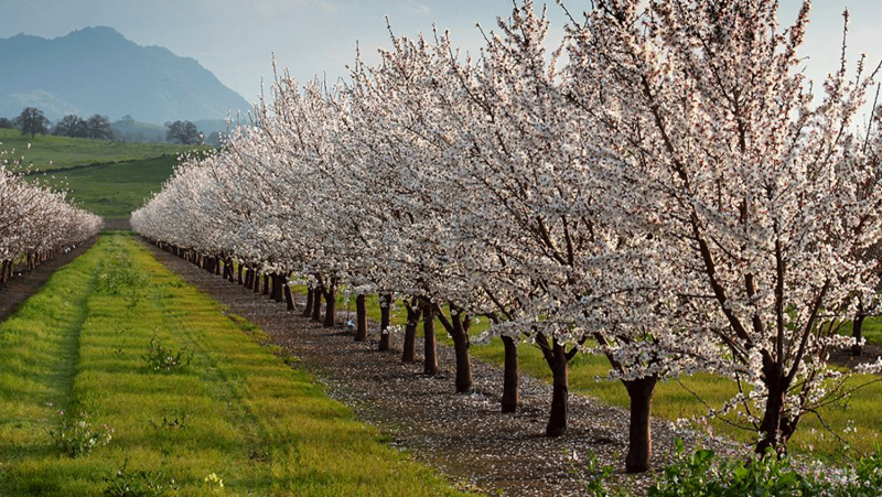 Яблоневые сады в Кабардино-Балкарии
