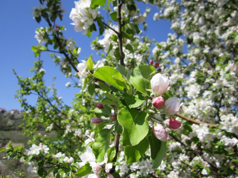 Яблоневые сады в Кабардино-Балкарии
