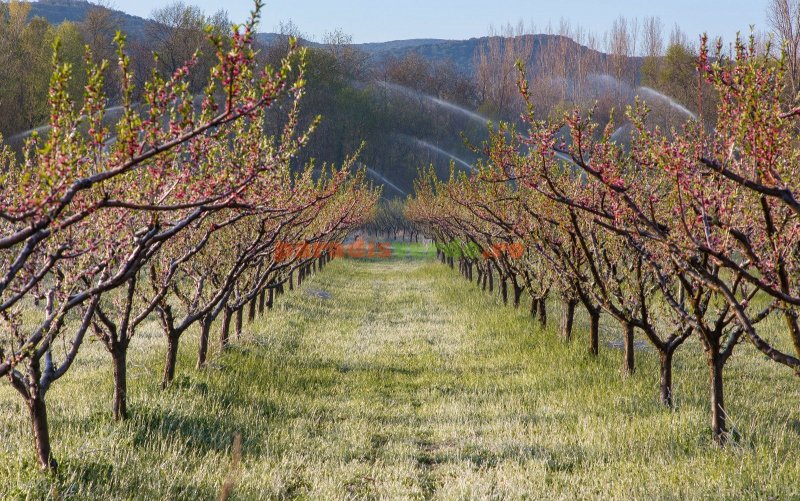 Яблоки в Армении сады