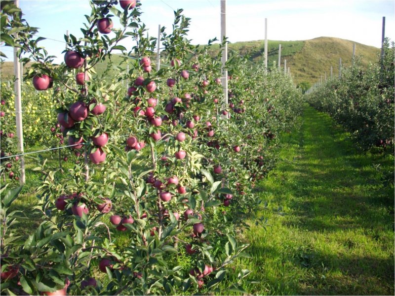 Яблоневый сад в горах Карачаево-Черкесии
