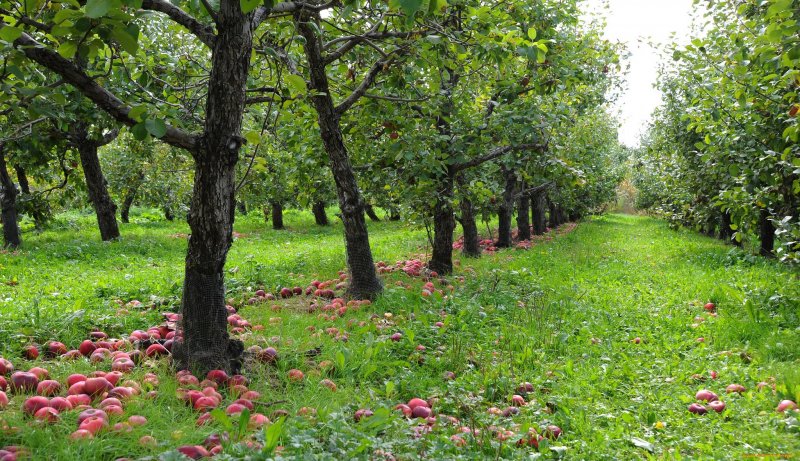 Херефордшир яблоневые плантации