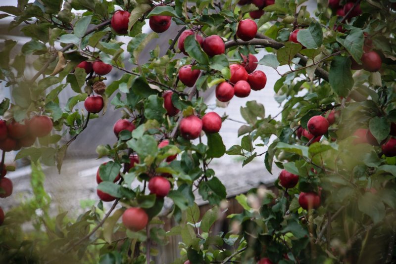 Яблоневые сады суперинтенсивного типа