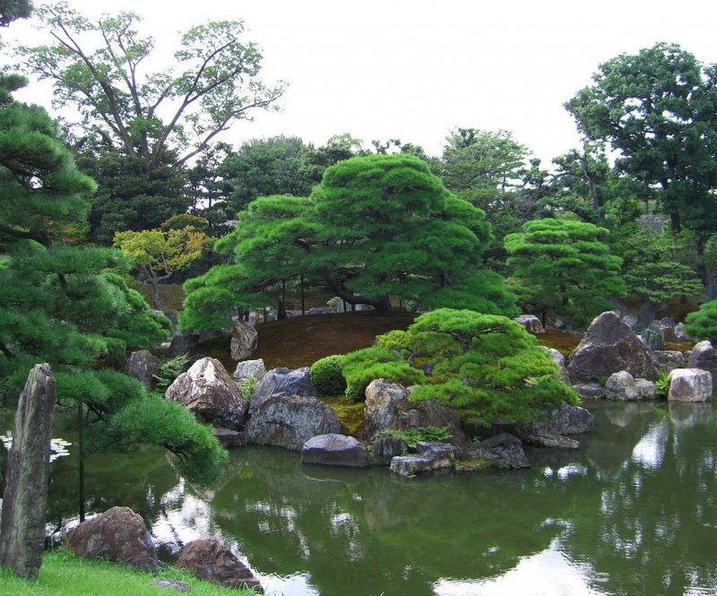 Сад бонсай Южная Корея карпы