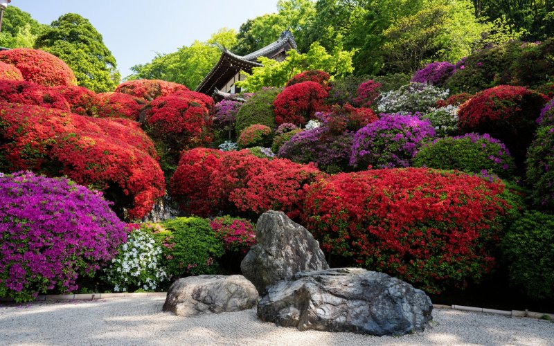 Киото. Сады рододендронов _Kyoto_Gardens_Rhododendron..