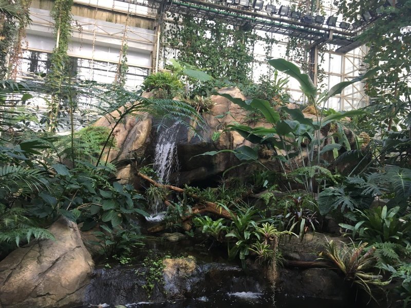Оранжерея ботанического сада в Москве