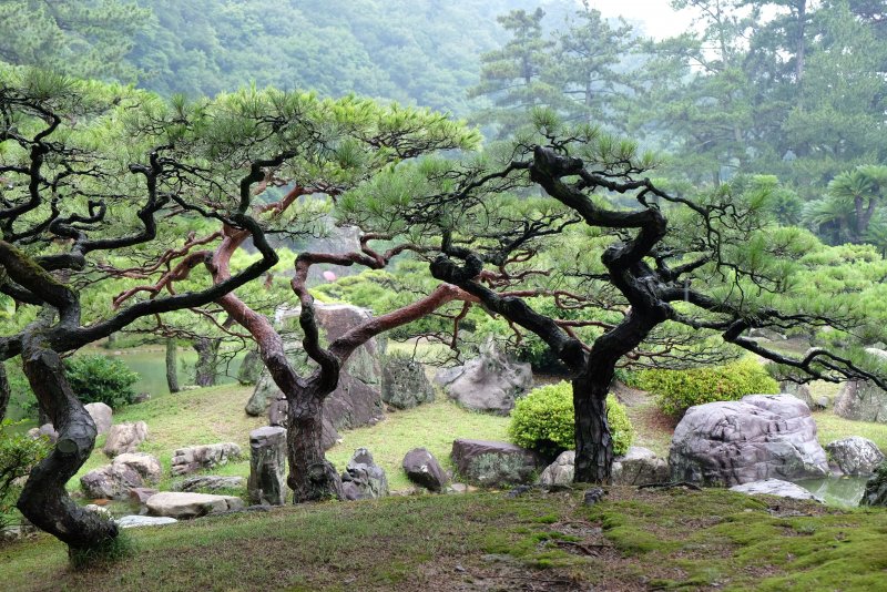 Деревья Японии ниваки
