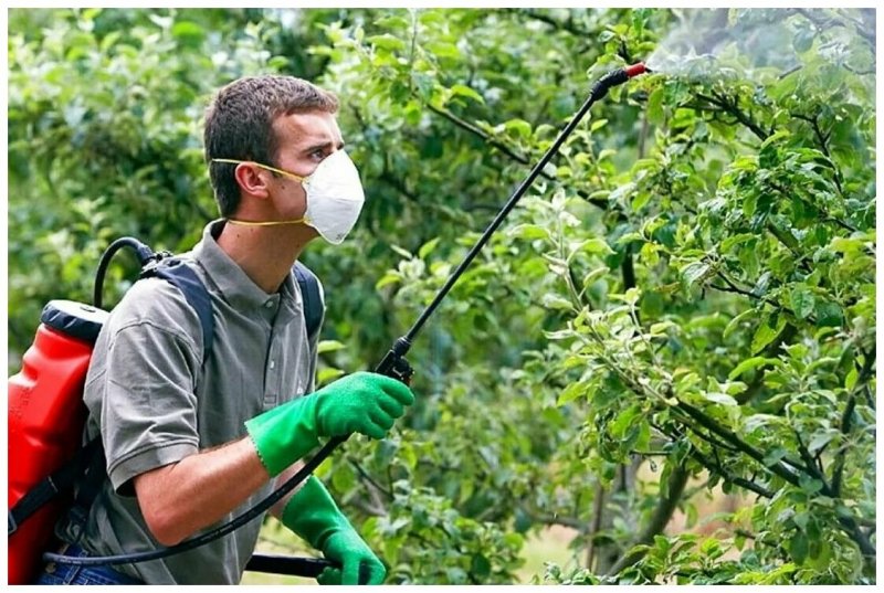 Опрыскивание плодовых деревьев
