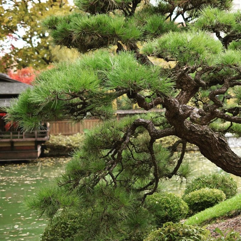 Pinus thunbergii 'Kyushu'