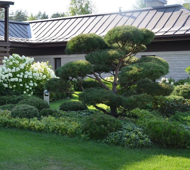 Аркадия Гарден японский сад