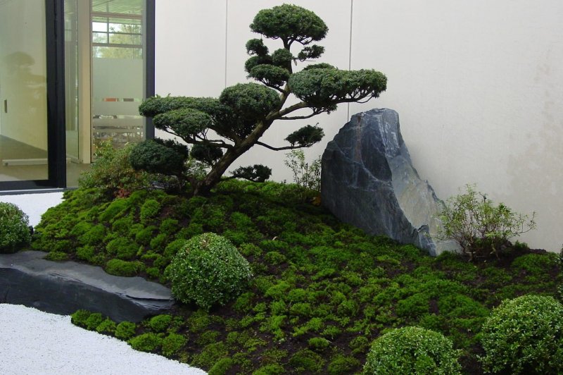 Сад с бонсаем Япония