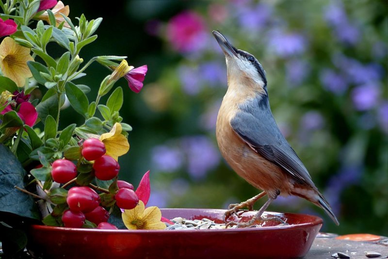Полезные птицы для сада