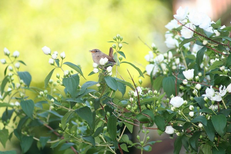 Птицы в цветущем саду