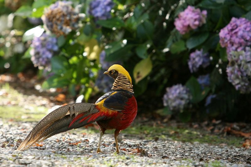Райские птицы новой Зеландии
