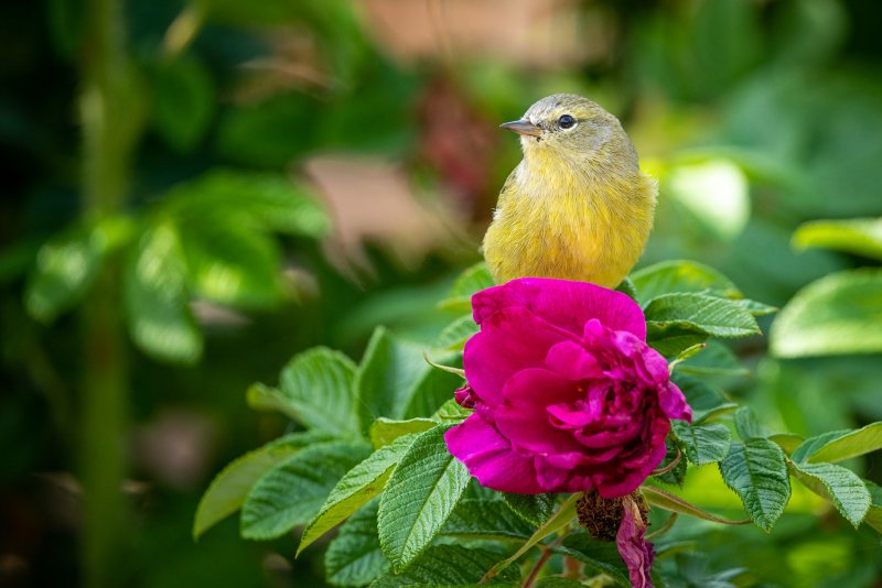 Красивые птицы на цветах