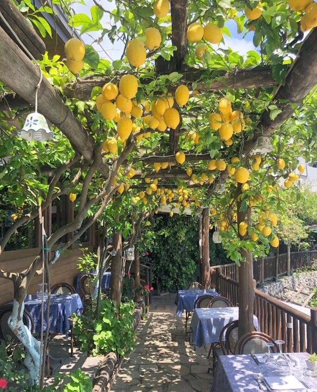 Лимонные сады Амальфитанского побережья