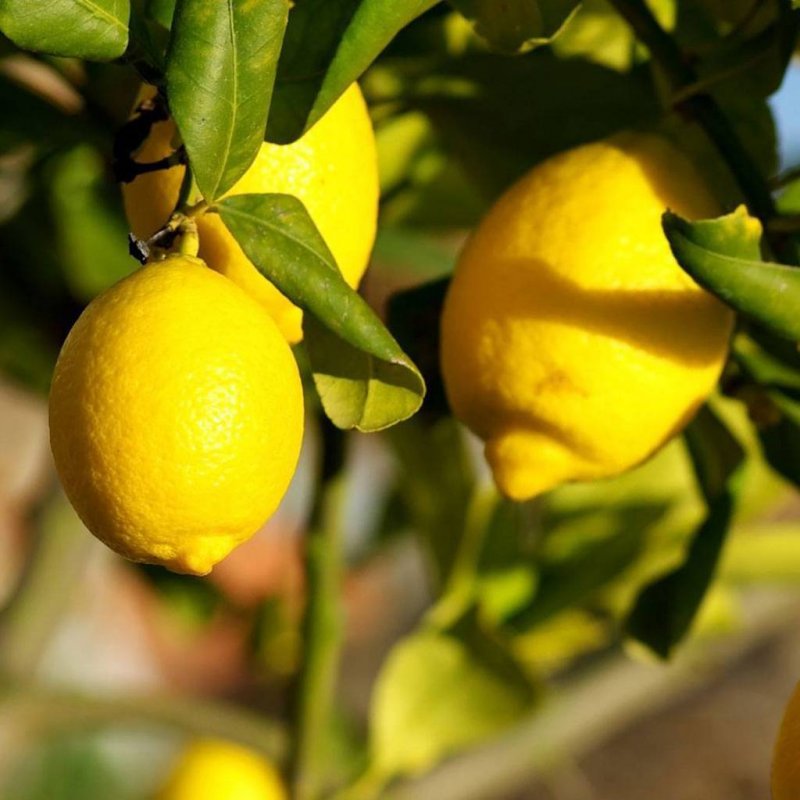 Лимон Флорентина Citrus Limon Florentina