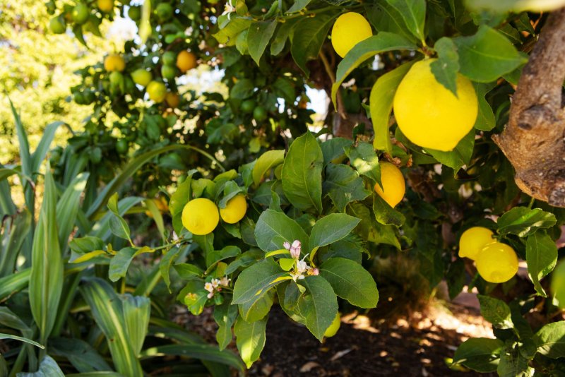 Лимо̀н – Citrus × Limon дерево