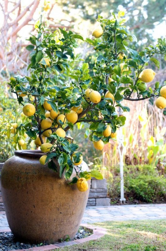Лимон (Citrus Limon)