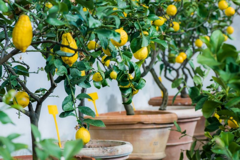 Лимон дерево дома