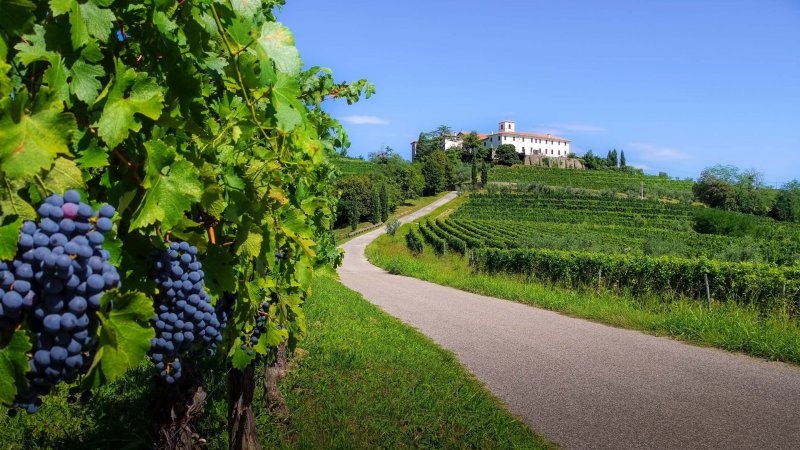 Апулия Италия виноградники