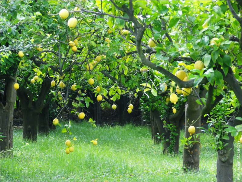 Сорренто лимонные деревья