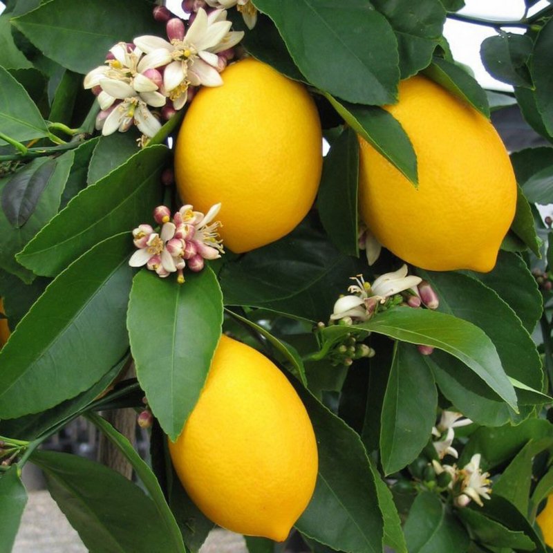 Цитрус (комнатное растение) лимон Лунарио