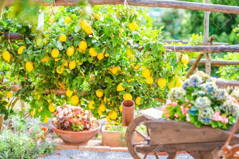 Корзина с лимонами в саду