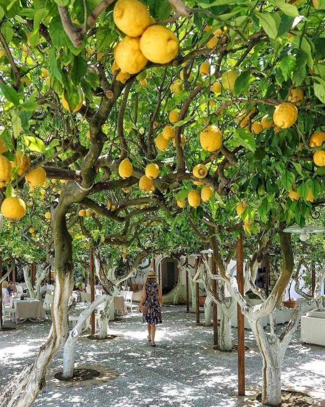 Лимонные деревья Сицилия