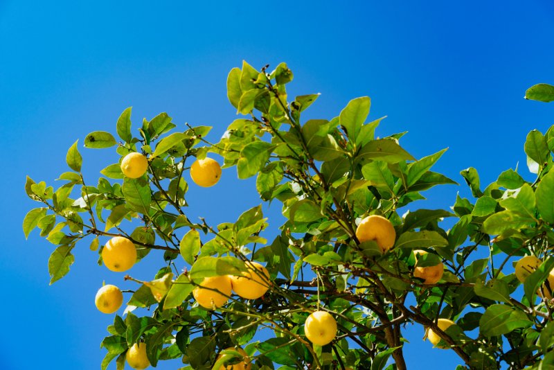 Лимон Краснощекий дерево