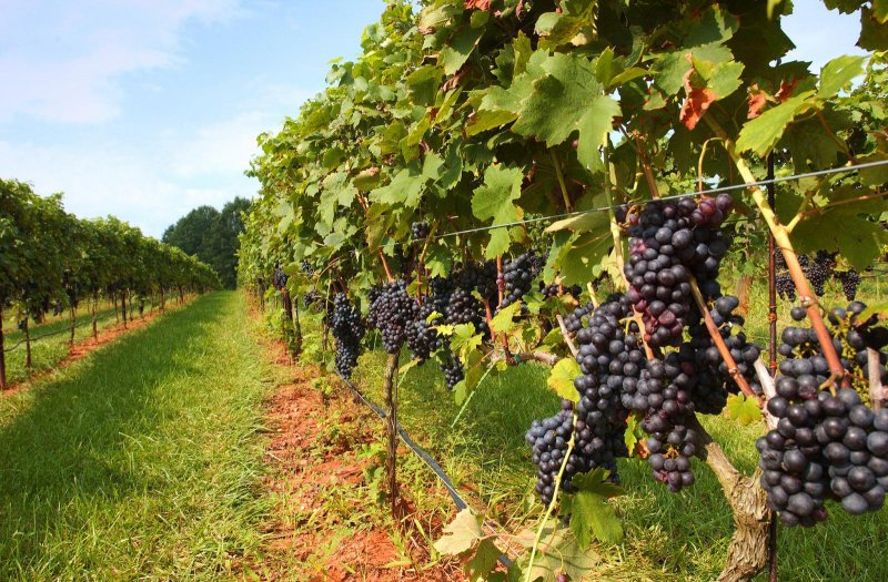 Виноградники Северного Кавказа