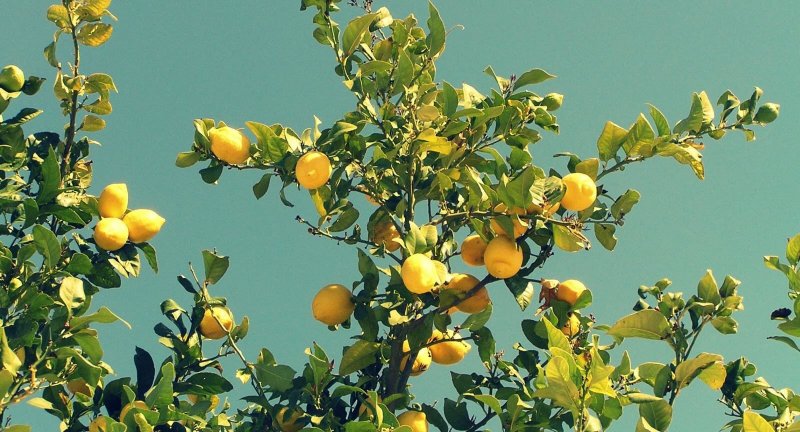 Лимонное дерево в саду