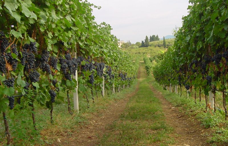 Виноградарство в Приднестровье