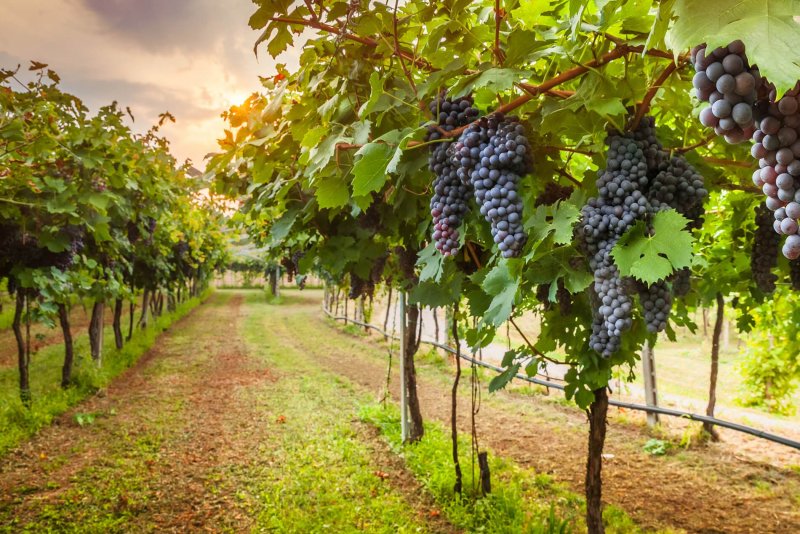 Виноградники Тосканы виноград