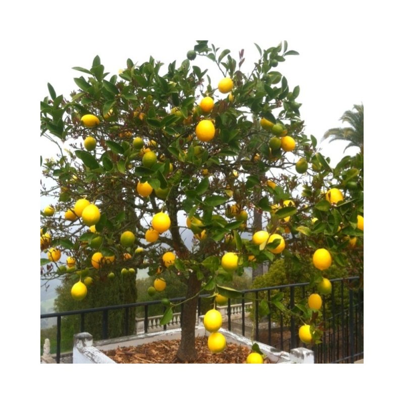 Лимон цитрус Родина