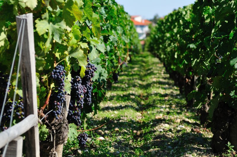 Виноградарство Азербайджана