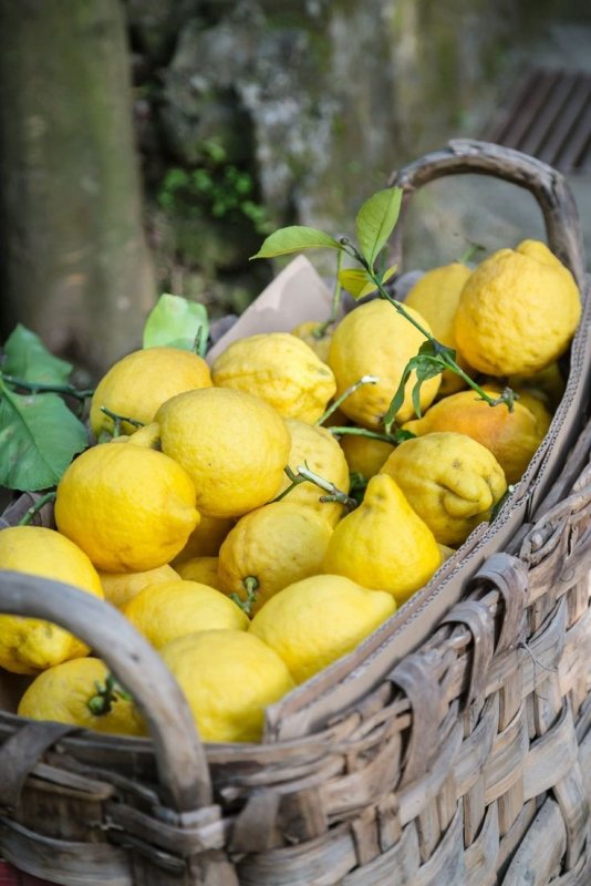 Сорренто лимонные деревья Италия