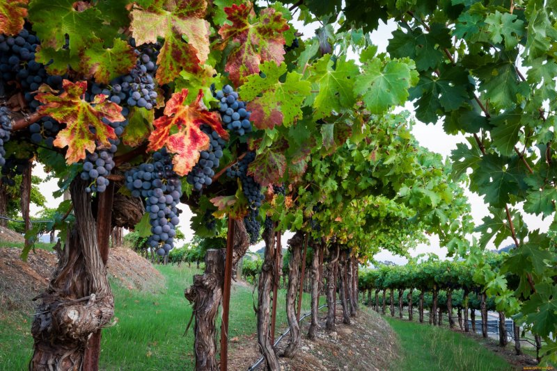 Виноград с гроздьями виноградник Кубань