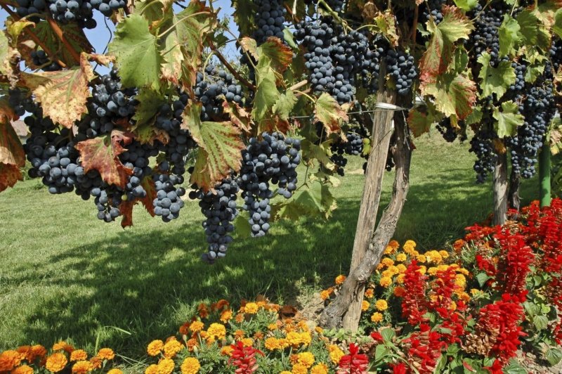 Виноградник в саду