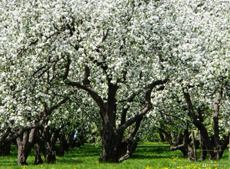 Коломенское Яблоневый сад