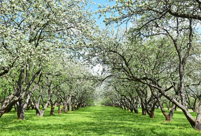 Яблоневый сад Строгино