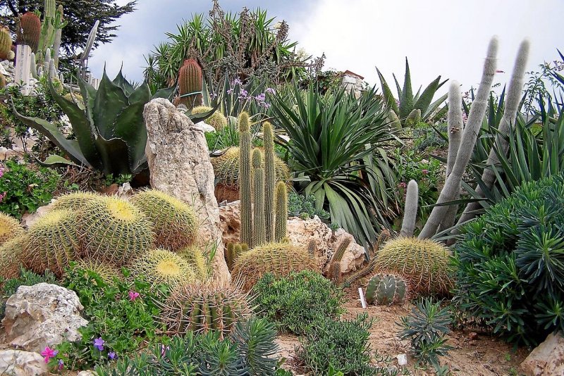 Сад Jardin exotique Монако
